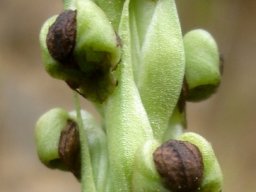 Pterygodium dracomontanum floral bracts and hoods
